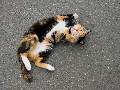 Click for preview picture of "IMG_1086 (640 x 480)"